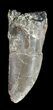 Bargain, Allosaurus Tooth - Wyoming #43661-1